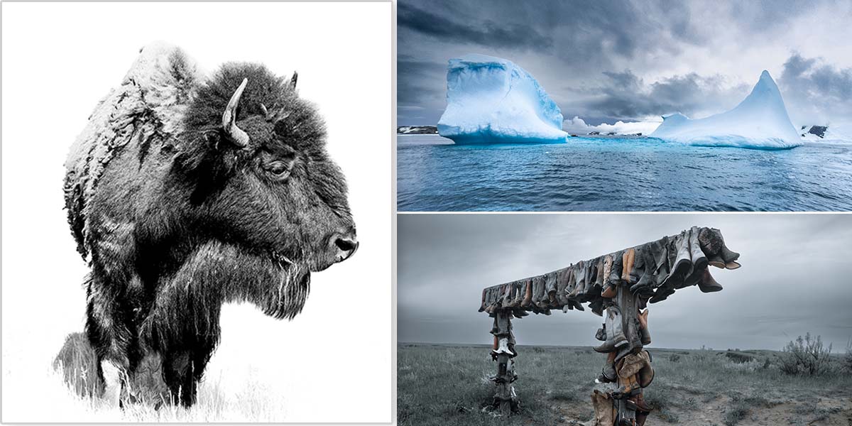 From Bison to Icebergs: June's Winning Images